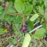 Amelanchier alnifolia Vrucht