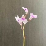 Ionopsis utricularioides Blüte