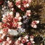 Sedum andegavense 花