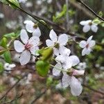 Prunus cerasiferaFlower