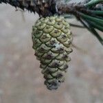 Pinus pinaster Плід