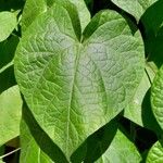 Ipomoea purpurea Blad