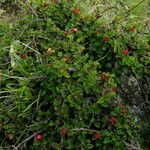 Cotoneaster adpressus Pokrój