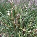 Libertia chilensis Habit