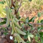Crotalaria pallida Плод