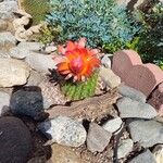 Echinocereus coccineusFuelha