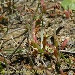 Littorella uniflora Habit