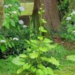 Cardiocrinum giganteum 葉