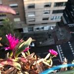 Carpobrotus edulis 整株植物