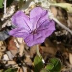 Ruellia parryi Flower