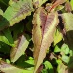 Persicaria microcephala List