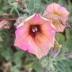 Petunia × atkinsiana Flor