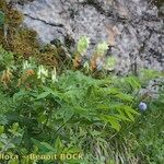 Lathyrus ochraceus Habitus