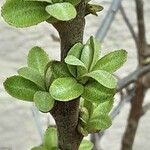 Elaeagnus rhamnoides Blad