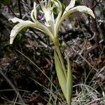 Iris chrysophylla Hábitos