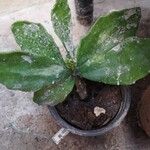 Brasiliopuntia brasiliensis Leaf