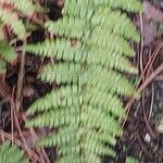 Dryopteris oreades 葉