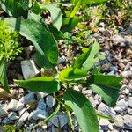 Symphyotrichum laeve Leaf