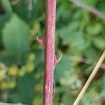 Rubus armeniacus Кора