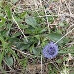 Globularia vulgaris Habitus