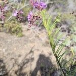 Campylanthus salsoloides Hoja
