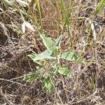 Malvastrum coromandelianum Leaf