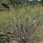 Euphorbia lamarckii Характер