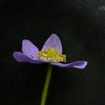 Anemonastrum obtusilobum موطن