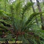 Polystichum × luerssenii Habitus