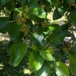 Rhamnus cathartica List