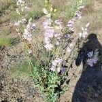 Penstemon palmeri Flor