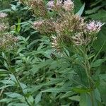 Eupatorium cannabinumFiore