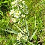 Anticlea elegans Blüte