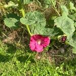 Alcea setosaFlower