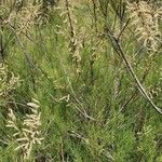 Tamarix africana Tervik taim