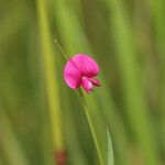 Lathyrus nissolia 花