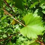 Vitis riparia Leaf