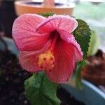 Hibiscus rosa-sinensisBlomst