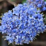 Ceanothus thyrsiflorus 花