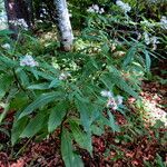 Prenanthes purpurea Habit