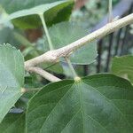 Hibiscus tiliaceus Leaf