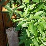 Solanum laxum Lehti