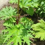 Rheum palmatum Blad