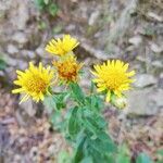 Inula spiraeifolia Flower