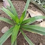 Pandanus amaryllifoliusBlatt