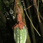 Passiflora vitifolia Fruit