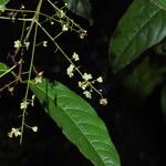 Salacia insignis Flower