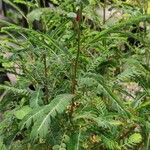 Phyllanthus urinaria Hábito