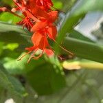 Clerodendrum speciosissimum Fleur