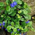 Ceratostigma plumbaginoides Plante entière